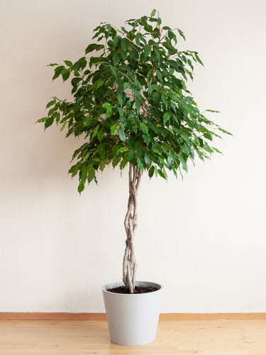 50 WEEPING FIG Ficus Benjamina Benjamin Indian Rubber Tree Houseplant Seeds